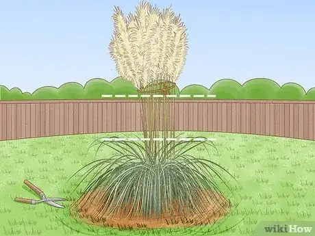 Image titled Dry Pampas Grass Step 2