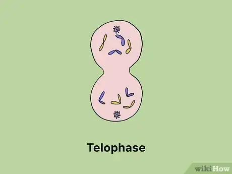 Image titled What Is the Longest Phase of the Cell Cycle Step 9