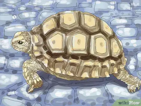 Image titled Care for a Tortoise Step 1