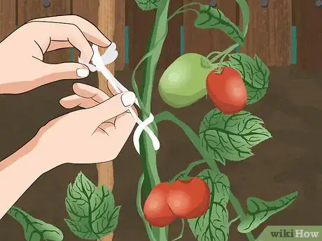 Image titled Tie up Tomatoes Step 10