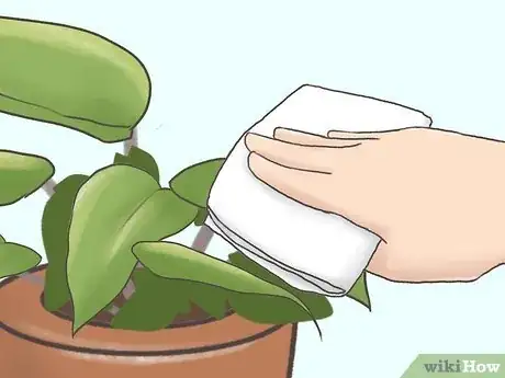 Image titled Grow Philodendron Step 15