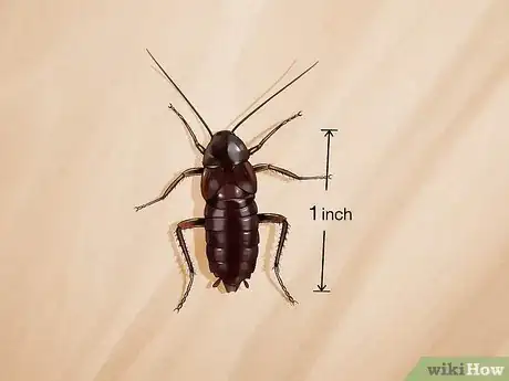 Image titled Identify a Cockroach Step 16