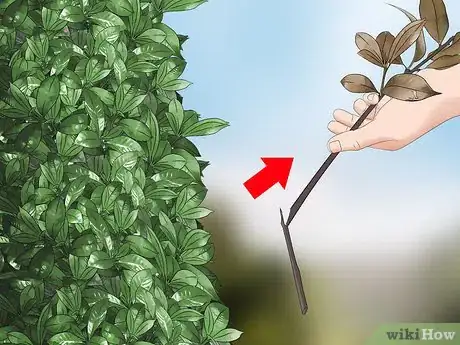 Image titled Trim Shrubs Step 13