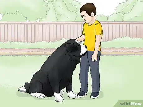 Image titled Identify a Saint Bernard Step 12