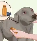 Kill Fleas on Dogs