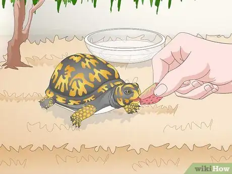 Image titled Care for an Eastern Box Turtle Step 13