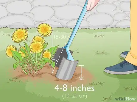 Image titled Get Rid of Dandelions in a Lawn Step 2