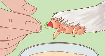 Trim a Ferret's Nails