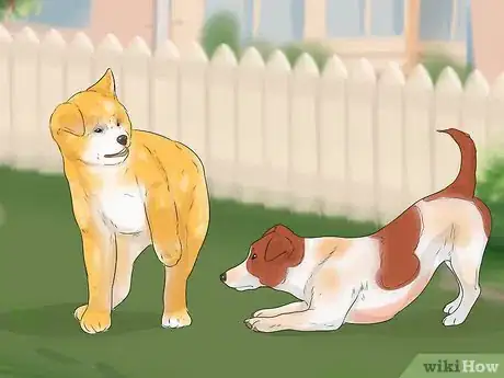 Image titled Care for an Akita Inu Dog Step 14