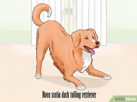 Image titled Identify a Golden Retriever Step 16