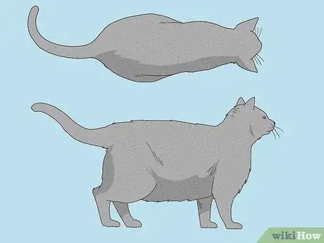 Image titled Determine if Your Cat is Overweight Step 2