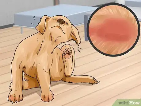 Image titled Prevent Mange in Dogs Step 3