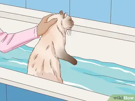 Image titled Bathe an Angry Cat With Minimal Damage Step 6