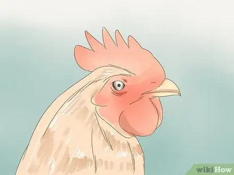 Image titled Tell if a Chicken is Sick Step 14