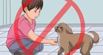 Train Your Shih Tzu