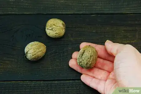 Image titled Hull Walnuts Step 5