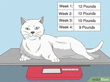 Image titled Determine if Your Cat is Overweight Step 8