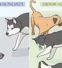 Identify an Alaskan Malamute from a Siberian Husky