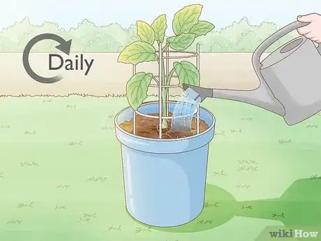 Image titled Grow Eggplants in Pots Step 24