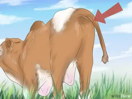 Image titled Diagnose and Treat Scours in Calves Step 1