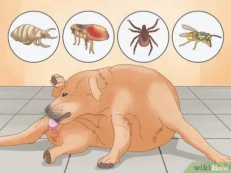 Image titled Solve Your Dog's Skin and Scratching Problems Step 14