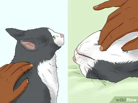 Image titled Give Your Cat a Massage Step 12