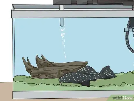 Image titled Feed a Pleco Step 10