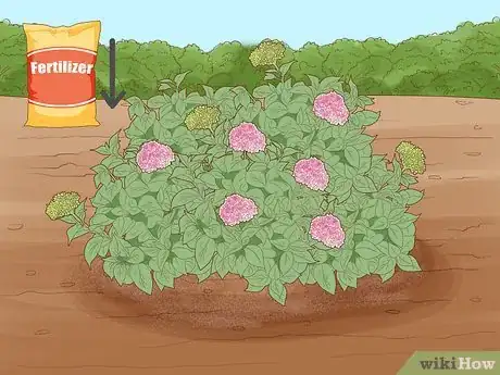 Image titled Get Hydrangeas to Bloom Step 6