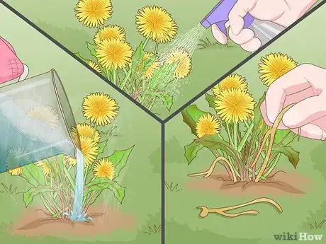 Image titled Get Rid of Dandelions in a Lawn Step 8