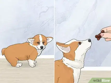 Image titled House Train Corgi Puppies Step 5