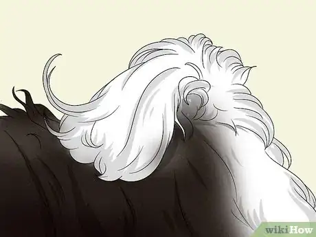 Image titled Identify a Havanese Step 5