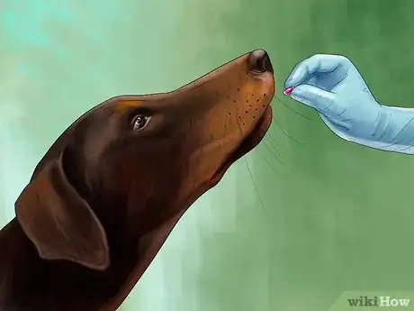 Image titled Care for Doberman Pincshers Step 13