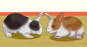 Train a Rabbit to Stop Chewing Carpet