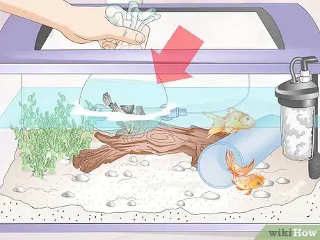 Image titled Introduce a Pleco to a Goldfish Tank Step 9