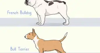 Identify a French Bulldog