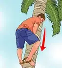 Climb a Palm Tree