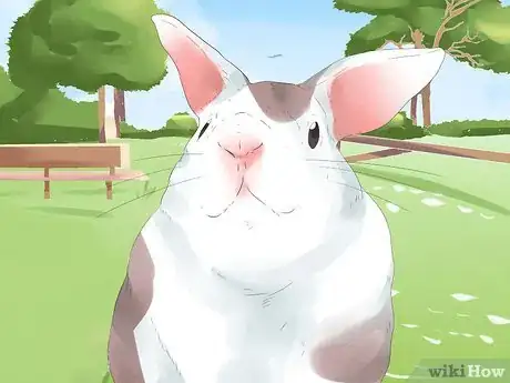 Image titled Understand Your Rabbit Step 9