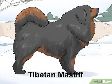 Image titled Identify a Mastiff Step 17