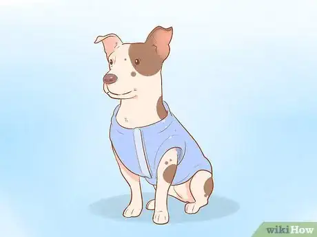 Image titled Get Your Dog Used to Wearing Clothes Step 1