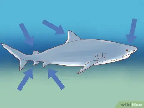 Image titled Spot a Tiger Shark Step 4