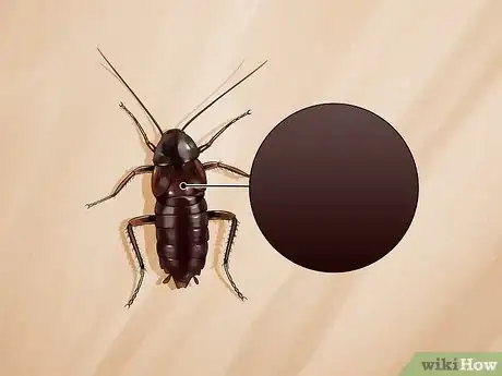 Image titled Identify a Cockroach Step 17