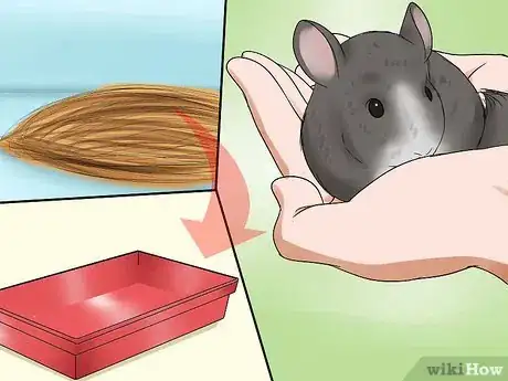 Image titled Potty Train a Chinchilla Step 11