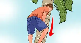 Climb a Palm Tree