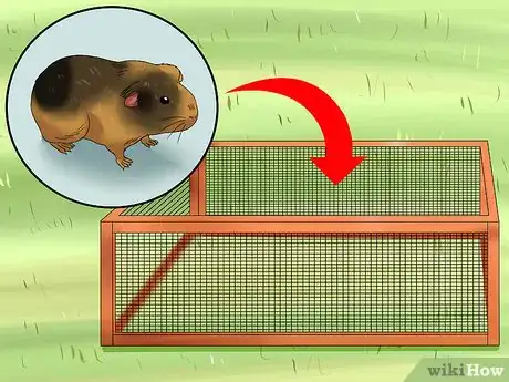 Image titled Walk a Guinea Pig on a Leash Step 11