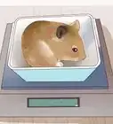 Feed Hamsters