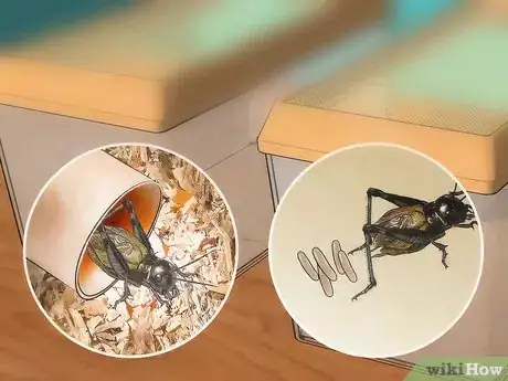 Image titled Care for Live Crickets for Reptiles Step 15