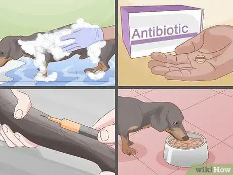 Image titled Solve Your Dog's Skin and Scratching Problems Step 11