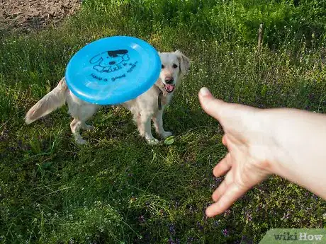 Image titled Teach a Dog How to Catch a Frisbee Step 4