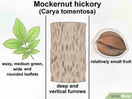 Image titled Identify Hickory Trees Step 13