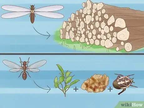 Image titled Flying Ants vs Termites Step 6